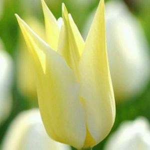 Meet your Posher, Lura